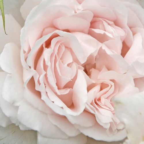 Rosa  Constanze Mozart® - róża z intensywnym zapachem - Róże pienne - z kwiatami róży angielskiej - różowy  - W. Kordes & Sons - korona krzaczasta - -